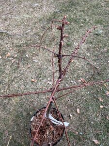 IMG_3419.jpeg