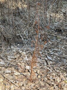 IMG_3657.jpeg