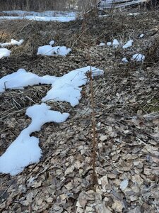 IMG_3683.jpeg