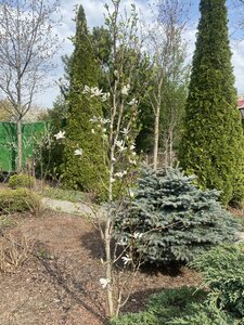 IMG_7253.jpeg