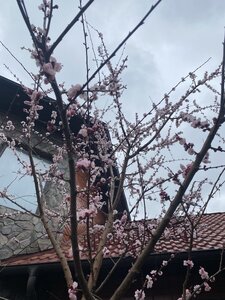 IMG_7126.jpeg