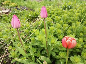 IMG_20260511_083039_805.jpg