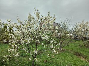 IMG_20260508_155237_930.jpg