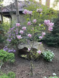 IMG_7381.jpeg