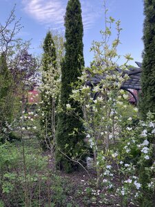 IMG_7397.jpeg