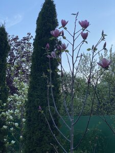 IMG_7385.jpeg
