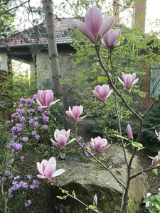 IMG_7361.jpeg