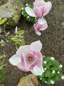 IMG_7362.jpeg