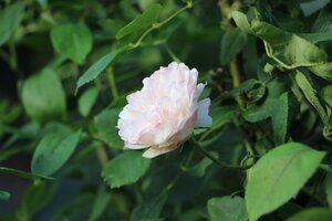 IMG_8391.JPG