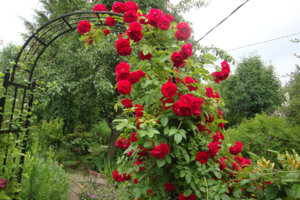 фламентанц.jpg