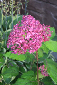 IMG_1866.JPG