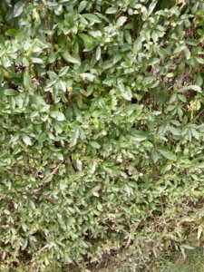 P70908-141417.jpg