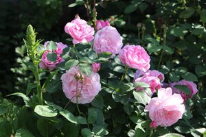 IMG_8407.JPG