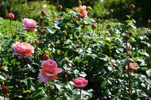 IMG_8420.JPG