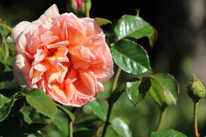 IMG_8423.JPG