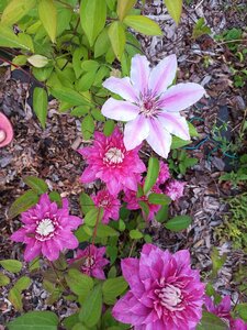 IMG_20260607_203326_830.jpg