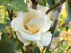 IMG_20260606_193653_807.jpg