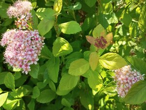 IMG_20260609_091710_938.jpg