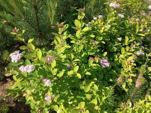 IMG_20260609_091442_745.jpg