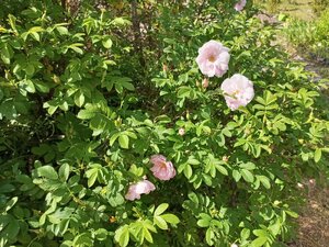 IMG_20260609_091410_826.jpg