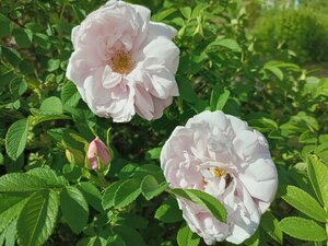 IMG_20260609_090550_563.jpg