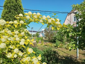 IMG_20260609_090809_167.jpg