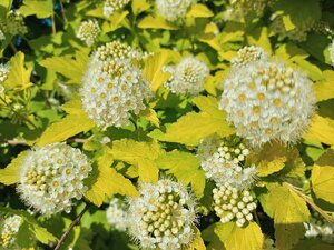 IMG_20260609_090755_908.jpg