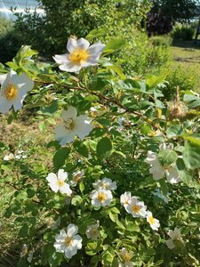 IMG_20260609_085957_527.jpg