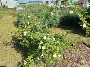 IMG_20260609_085916_253.jpg
