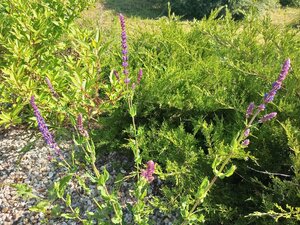 IMG_20260610_090109_684.jpg