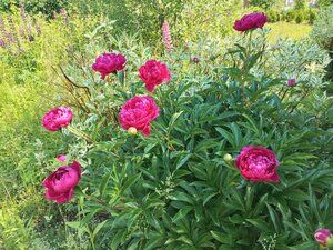 IMG_20260612_095446_778.jpg