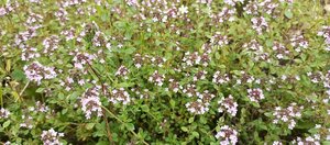 IMG_20260615_100336_245.jpg