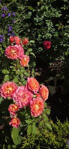 20260623_090052.jpg