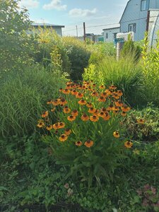 IMG_20260715_171859_251.jpg