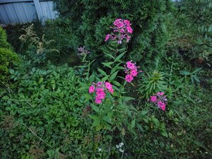 IMG_20260801_205802.jpg