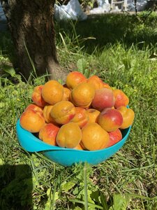 IMG_8084.jpeg