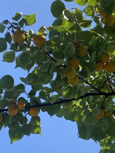 IMG_8082.jpeg