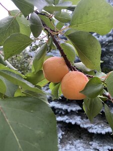 IMG_8091.jpeg