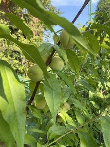 IMG_8201.jpeg