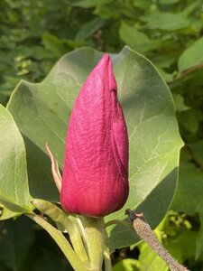 IMG_8142.jpeg