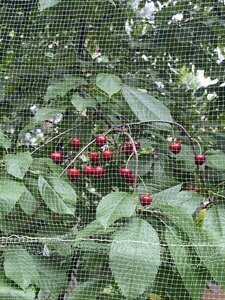 IMG_7737.jpeg