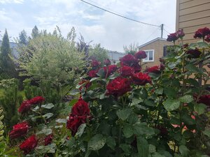 IMG_20260705_001353.jpg