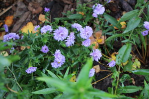 IMG_3883.JPG