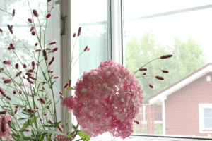 IMG_2551.gif