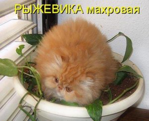 рыжевика махровая.jpg