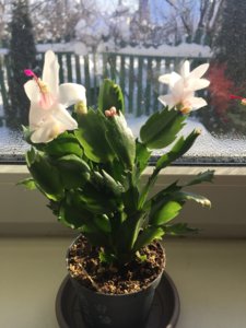 IMG_8354.JPG