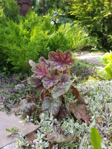 20170616_103332.jpg