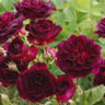 rozarus