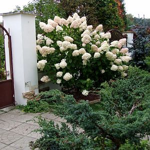 DSCF4786
