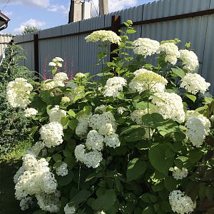 IMG_0021
